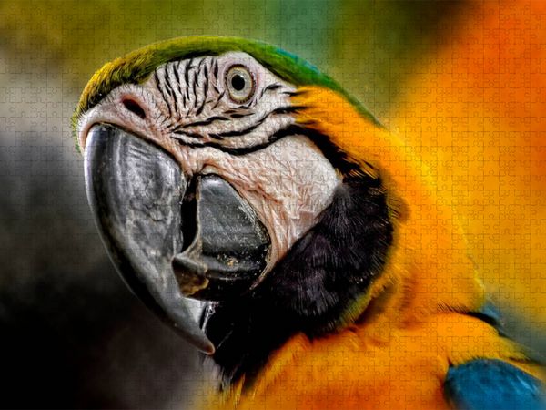 Produktbild: CALVENDO Puzzle Mein bunter Papagei | 1000 Teile Lege-Gr&ouml;&szlig;e 64x48cm Foto-Puzzle f&uuml;r gl&uuml;ckliche Stunden