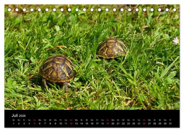 Produktbild: Das Leben der Schildkr&ouml;ten (Tischkalender 2026 DIN A5 quer), CALVENDO Monatskalender