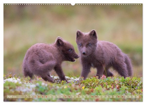 Produktbild: Polarfuchs-Welpen (hochwertiger Premium Wandkalender 2026 DIN A2 quer), Kunstdruck in Hochglanz