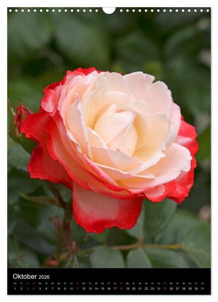 Produktbild: Zauberhafte Rosen (Wandkalender 2026 DIN A3 hoch), CALVENDO Monatskalender