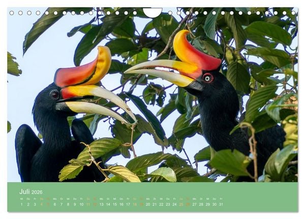 Produktbild: Zwischen Nebel und Baumriesen - V&ouml;gel Borneos (Wandkalender 2026 DIN A4 quer), CALVENDO Monatskalender