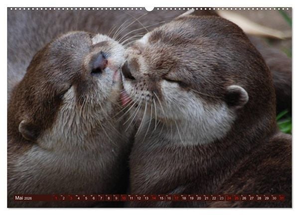 Produktbild: Otter. Frech, laut und clever (Wandkalender 2026 DIN A2 quer), CALVENDO Monatskalender