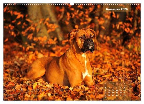 Produktbild: Einmal Boxer - immer Boxer (hochwertiger Premium Wandkalender 2026 DIN A2 quer), Kunstdruck in Hochglanz