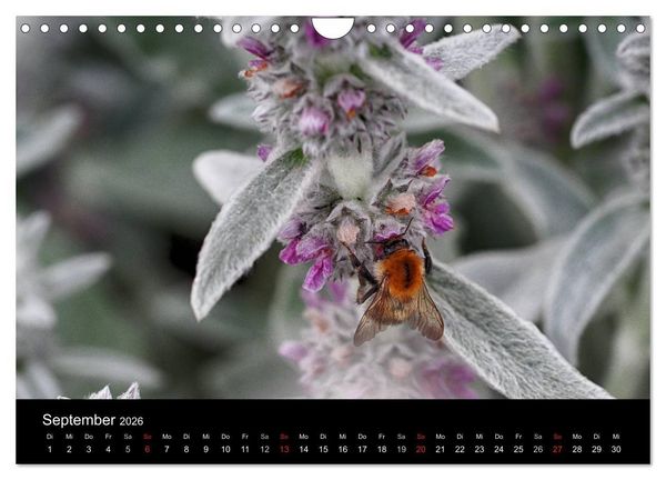 Produktbild: Hummelflug (Wandkalender 2026 DIN A4 quer), CALVENDO Monatskalender