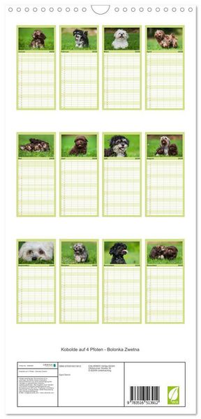 Produktbild: Familienplaner 2026 - Kobolde auf 4 Pfoten - Bolonka Zwetna mit 5 Spalten (Wandkalender, 21 x 45 cm) CALVENDO