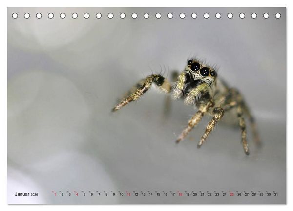Produktbild: ui - Spinne. Kleine Spinnen - gro&szlig; im Bild (Tischkalender 2026 DIN A5 quer), CALVENDO Monatskalender