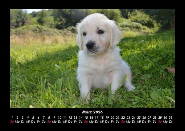 Produktbild: Hunde 2026 Fotokalender DIN A3