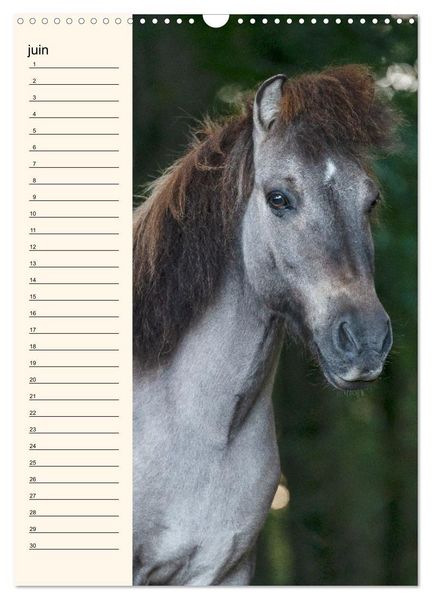 Produktbild: Cheval islandais - Calendrier anniversaire (Calendrier mural 2026 DIN A3 horizontal), CALVENDO calendrier mensuel