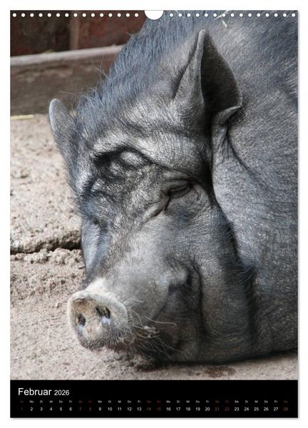 Produktbild: Zootiere (Wandkalender 2026 DIN A3 hoch), CALVENDO Monatskalender