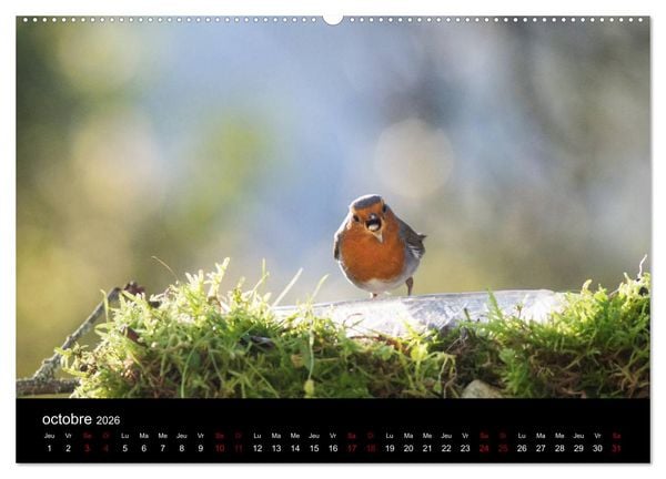 Produktbild: Mon ami le rouge-gorge (Calendrier mural 2026 DIN A2 vertical) calendrier de bureau