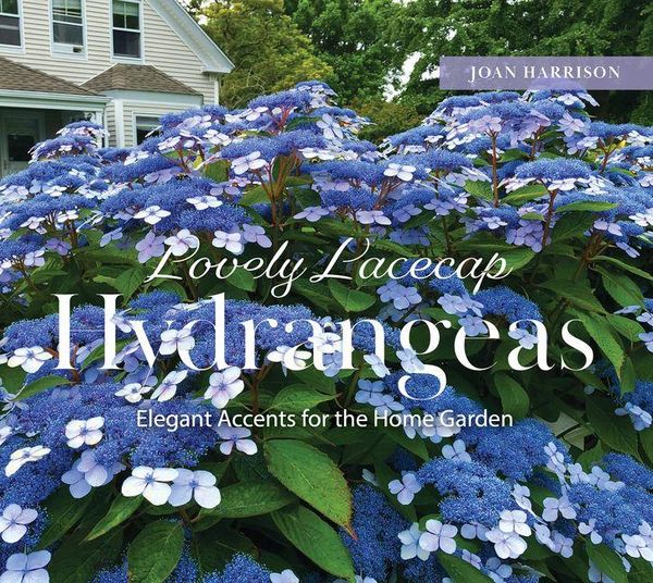 Produktbild: Lovely Lacecap Hydrangeas