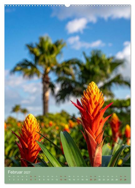 Produktbild: Bromelienzauber (hochwertiger Premium Wandkalender 2027 DIN A2 hoch), Kunstdruck in Hochglanz
