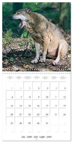 Produktbild: Wolves - fascinating wild animals (Wall Calendar 2026 12 &times; 12 Inch) CALVENDO 12 Month Wall Calendar