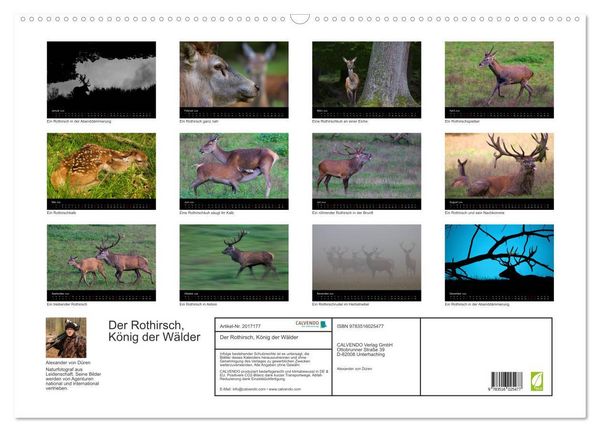 Produktbild: Der Rothirsch, K&ouml;nig der W&auml;lder (Wandkalender 2026 DIN A2 quer), CALVENDO Monatskalender