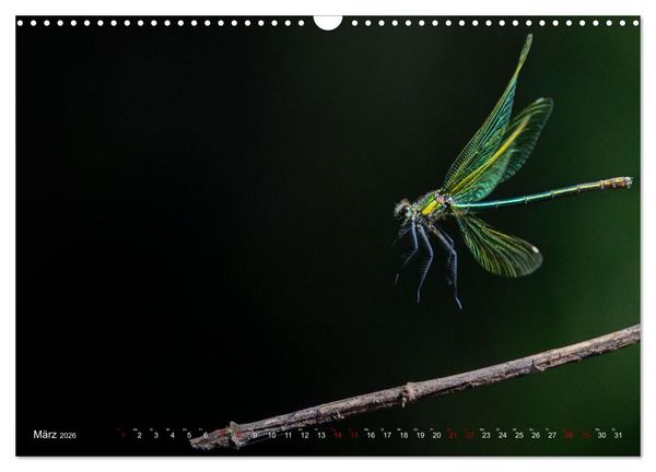 Produktbild: Naturwunder Libellen (Wandkalender 2026 DIN A3 quer), CALVENDO Monatskalender