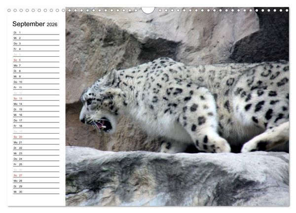 Produktbild: Der Schneeleopard (Wandkalender 2026 DIN A3 quer), CALVENDO Monatskalender