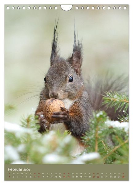 Produktbild: Eichh&ouml;rnchen - zauberhafte Waldbewohner (Wandkalender 2026 DIN A4 hoch), CALVENDO Monatskalender