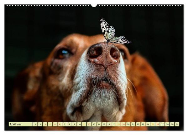 Produktbild: Lustig und verr&uuml;ckt - der ganz andere Tierkalender (Wandkalender 2026 DIN A2 quer), CALVENDO Monatskalender