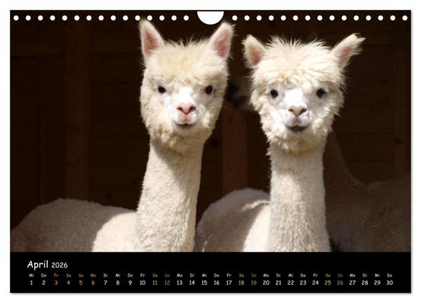 Produktbild: Alpakas zum Verlieben (Wandkalender 2026 DIN A4 quer), CALVENDO Monatskalender