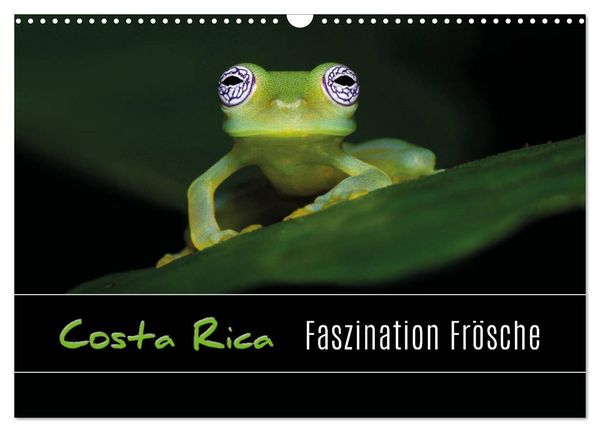 Costa Rica - Faszination Frösche (Wandkalender 2026 DIN A3 quer), CALVENDO Monatskalender