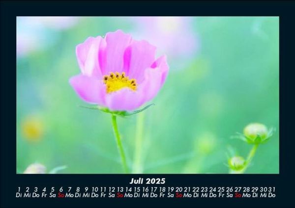 Produktbild: Blumenkalender 2025 Fotokalender DIN A5