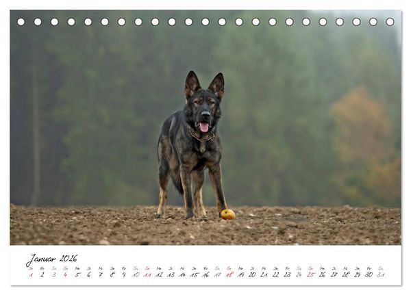 Produktbild: Der graue Deutsche Sch&auml;ferhund (Tischkalender 2026 DIN A5 quer), CALVENDO Monatskalender