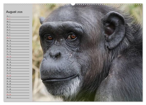 Produktbild: Schimpansen (hochwertiger Premium Wandkalender 2026 DIN A2 quer), Kunstdruck in Hochglanz