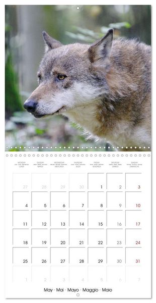 Produktbild: Wolves - fascinating wild animals (Wall Calendar 2026 12 &times; 12 Inch) CALVENDO 12 Month Wall Calendar