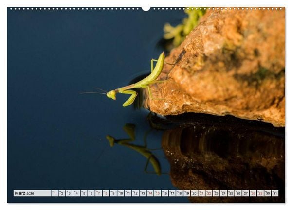 Produktbild: INSEKTEN GANZ NAHE (hochwertiger Premium Wandkalender 2026 DIN A2 quer), Kunstdruck in Hochglanz