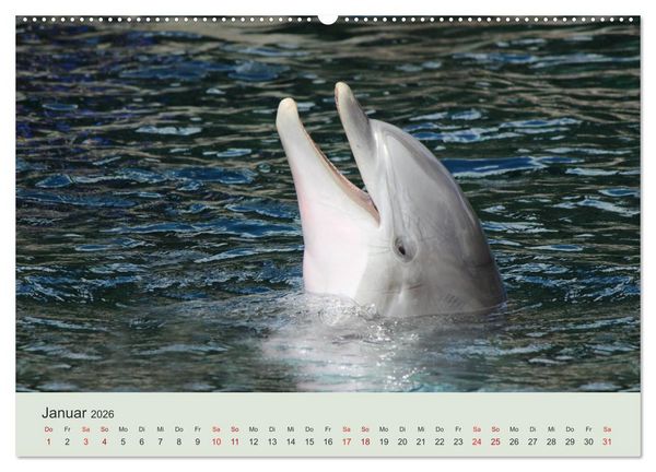 Produktbild: Die Welt der Delphine (Wandkalender 2026 DIN A2 quer), CALVENDO Monatskalender