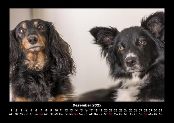 Produktbild: Hundezauber 2025 Fotokalender DIN A3