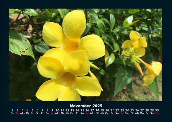 Produktbild: Blumentr&auml;ume 2025 Fotokalender DIN A4