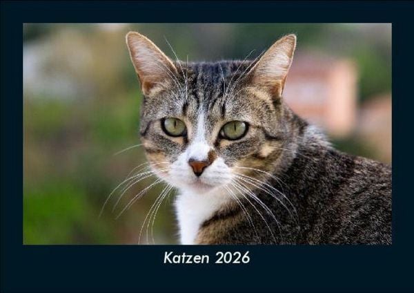 Katzen 2026 Fotokalender DIN A5