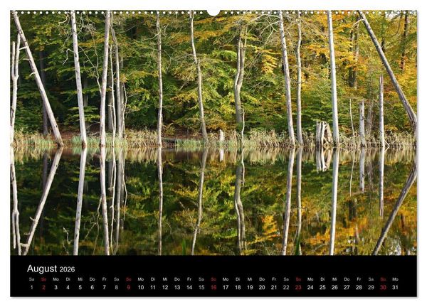Produktbild: Baumportr&auml;ts 2026 (hochwertiger Premium Wandkalender 2026 DIN A2 quer), Kunstdruck in Hochglanz