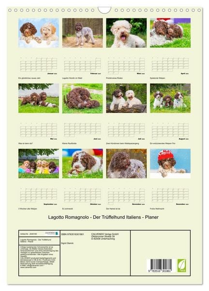 Produktbild: Lagotto Romagnolo - Der Tr&uuml;ffelhund Italiens - Planer (Wandkalender 2026 DIN A3 hoch), CALVENDO Monatskalender