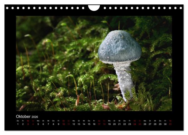 Produktbild: Pilzgalerie - Heimische Pilze aus der Region Rheinland-Pfalz (Wandkalender 2026 DIN A4 quer), CALVENDO Monatskalender