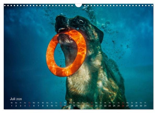 Produktbild: Malinois lieben Wasser (Wandkalender 2026 DIN A3 quer), CALVENDO Monatskalender