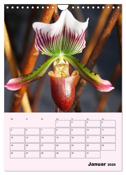 Produktbild: Orchideenliebe (Wandkalender 2026 DIN A4 hoch), CALVENDO Monatskalender