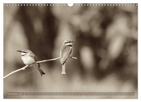Produktbild: Botswana &ndash; Impressionen aus Afrika (Wandkalender 2026 DIN A3 quer), CALVENDO Monatskalender