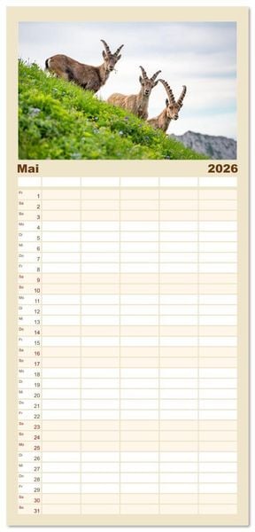 Produktbild: Familienplaner 2026 - Steinb&ouml;cke - Eindr&uuml;ckliche K&ouml;nige der Alpen mit 5 Spalten (Wandkalender, 21 x 45 cm) CALVENDO
