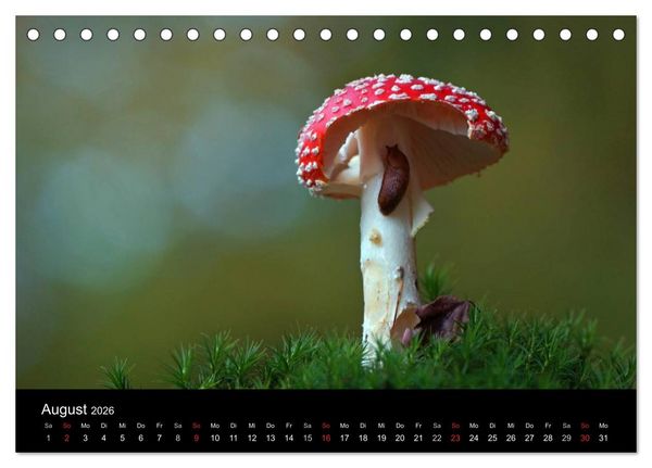 Produktbild: Faszination Wald. Waldimpressionen aus Nordhessen von Lutz Klapp (Tischkalender 2026 DIN A5 quer), CALVENDO Monatskalender
