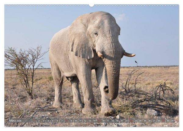 Produktbild: ELEFANTEN IN UNBER&Uuml;HRTER NATUR (Wandkalender 2026 DIN A2 quer), CALVENDO Monatskalender