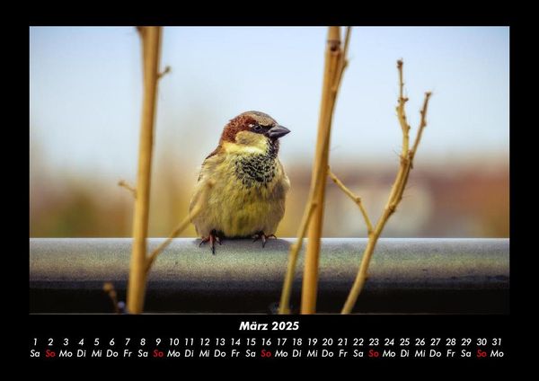 Produktbild: V&ouml;gel 2025 Fotokalender DIN A3