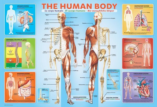 Produktbild: The Human Body 200-Piece Puzzle