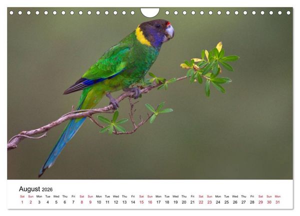 Produktbild: Australian Parrots (Wall Calendar 2026 DIN A4 landscape), CALVENDO 12 Month Wall Calendar