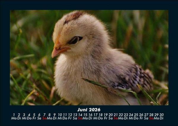 Produktbild: Welt der V&ouml;gel 2026 Fotokalender DIN A5