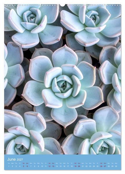Produktbild: Succulents in Many Shapes (Wall Calendar 2027 DIN A2 portrait), CALVENDO 12 Month Wall Calendar