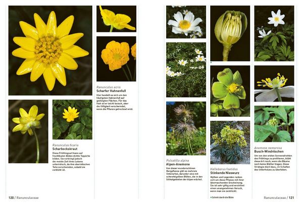 Produktbild: Botanische Grundkenntnisse auf einen Blick