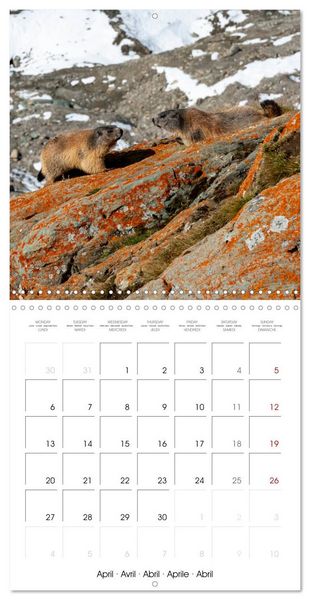 Produktbild: Marmots - Cute and Curious (Wall Calendar 2026 12 &times; 12 Inch) CALVENDO 12 Month Wall Calendar