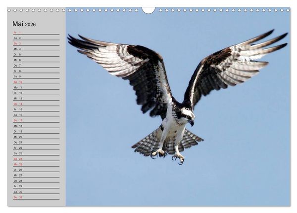 Produktbild: Adler und Greife. K&ouml;nige des Himmels (Wandkalender 2026 DIN A3 quer), CALVENDO Monatskalender